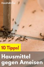 Hier gibt es verschiedene möglichkeiten. Hausmittel Gegen Ameisen 7 Massnahmen Die Wirklich Helfen Ameisen Im Haus Bekampfen Hausmittel Gegen Ameisen Ameisen Im Haus