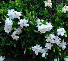 Image result for Gardenia