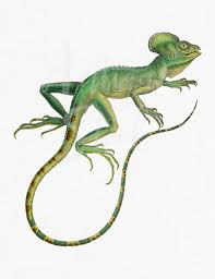 Printable Animal Art Western Basilisk Lizard Etsy In 2021 Animal Art Printable Animals Lizard