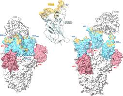 Jun 22, 2021 · it also helps to understand clinical trial details, expressive pharmacological action, agreements and collaborations, and the latest news and press releases. Integrative Overview Of Antibodies Against Sars Cov 2 And Their Possible Applications In Covid 19 Prophylaxis And Treatment Microbial Cell Factories Full Text