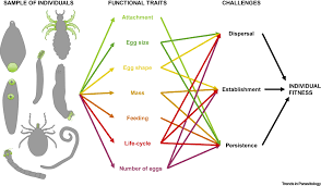 To be available for the special price, passengers would need to produce their emirates tickets or boarding passes complete with the departure date no longer than a month from the test date. Towards A Unified Functional Trait Framework For Parasites Trends In Parasitology