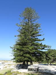 Image result for Callitris