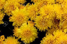 Belgian Mum Allegra Yellow Chrysanthemum Morifolium Allegra Stock Photo Picture And Royalty Free Image Image 87398753