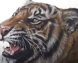 Begin by drawing the outline of the head and jaw of the tiger. How To Draw Realistic Tiger Face Archives How To Draw Step By Step
