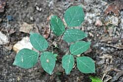 Image result for Hylodesmum