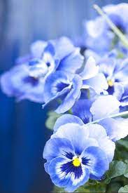 The 15 Best Annual Flowers You Need To Plant In Your Yard Annual Flowers Pansies Flowers Summer Flowers Garden