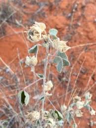 Image result for Abutilon longicuspe