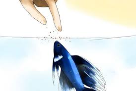 How To Take Care Of A Betta Fish Betta Fish Beta Fish Tank Betta