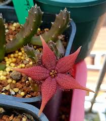 Image result for Euphorbia schinzii