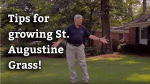Augustine grass to spread faster, plant st. Growing St Augustine Grass Expert Lawn Care Tips Youtube