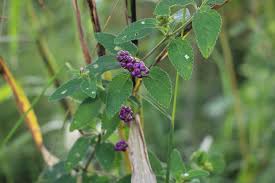 Image result for Schistostephium crataegifolium