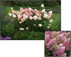 Image result for hydrangea paniculata vanille fraise