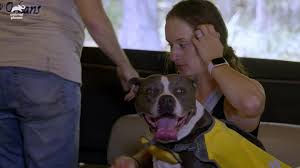 By clicking the link, you will be directed to the official website of villalobos rescue center. Animal Planet Pit Bulls Parolees Pit Bull Nikita Takes To The Water Like A Sailor Facebook