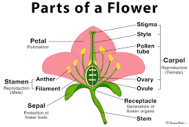 The stigma is at the tip of the carpel. Parts Of A Flower Their Structure And Functions With Diagram