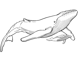 Mother Son Jess Perna Whale Drawing Whale Coloring Pages Humpback Whale Tattoo