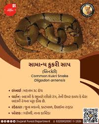 Image result for Anticharis senegalensis