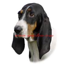 Image result for bernský honič