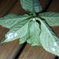 Image result for puklice na orchideích obrázek