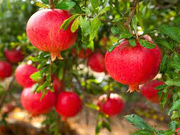 Wholesale plants & tree nursery in melbourne. Pomegranate Tree Diaco S Garden Nursery Melbourne