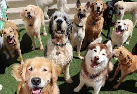 Come and play with us! Happy Tails Resort Home