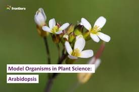 Image result for Arabidopsis