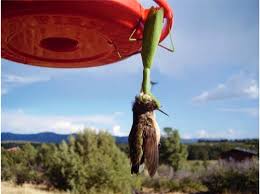 Praying mantises enjoy drinking water from such areas. Praying Mantises Catch And Eat Birds Alive Video Scientific American Blog Network