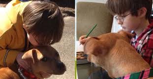 Alcuni video presenti in questa sezione sono stati presi da internet, quindi valutati di pubblico dominio. Xena Il Cucciolo Guerriero Che Ha Cambiato La Vita Ad Un Bambino Autistico Video