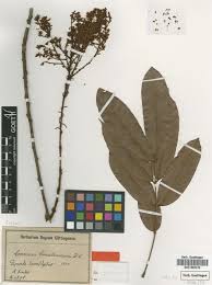 Image result for Connaraceae