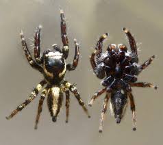 Image result for Empogona sp. A