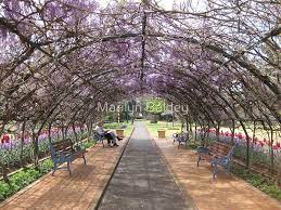Two People Inside The Wisteria Tunnel At Laurel Bank Park Toowoomba Qld Australia By Marilyn Baldey Toowoomba Wisteria Wisteria Tunnel