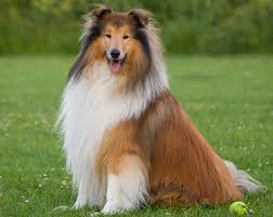 Your long haired dachshund will require some fur clipping, particularly around the feet and ears. Introducing The Top 15 Scottish Dog Breeds The Inside Scoop