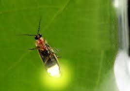 Catching Fireflies A Summer S Delight Catching Fireflies Firefly Creepy Crawlies