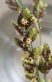 Image result for Eragrostis sclerantha