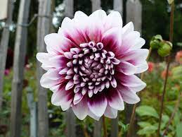 Dahlia Edinburgh Dahlia Flowers Plants