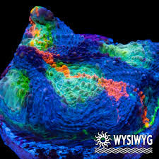 Image result for Tinnea eriocalyx