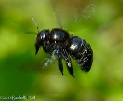 Carpenter bees and bumble bees are often confused for one another. Large Black Bee Feeding San Padre Island Tx Xylocopa Bugguide Net