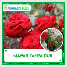 Selain bunga mawar, bunga anggrek juga menjadi salah satu bisnis tanaman yang memiliki prospek baik ke depannya dan juga menghasilkan. Bibit Tanaman Bunga Mawar Tanpa Duri
