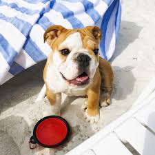 25 vet recommended dog food recipes. Should You Feed Your Dog A Raw Diet Pepperoni The Bulldog