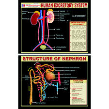 Chart No 254 Human Excretory System