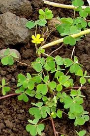 Image result for Oxalis purpurascens