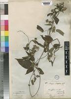 Image result for Tragia brevipes