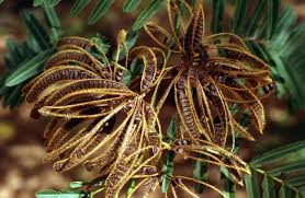 Image result for Mimosa pigra