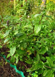 Image result for Mentha