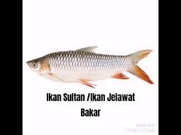 Ikan Sultan Ikan Jelawat Bakar Youtube