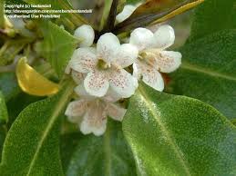 Image result for Myoporum laetum