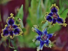 Image result for Ferraria glutinosa