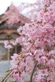 Sakura Hopeful Smile Japanese Garden Plants Pink Trees Amazing Nature Photography