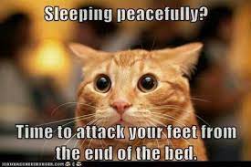 Pin By Candace Barb On Funnies Silly Cats Cats Funny Animal Pictures