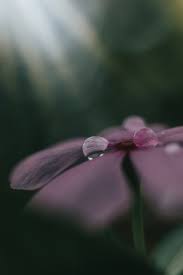 This free stock photo is also about: Droplets On Flower Pictures Download Free Images On Unsplash