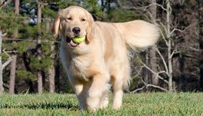 Amazing golden retriever puppies for rehoming. Loveline Golden Retrievers